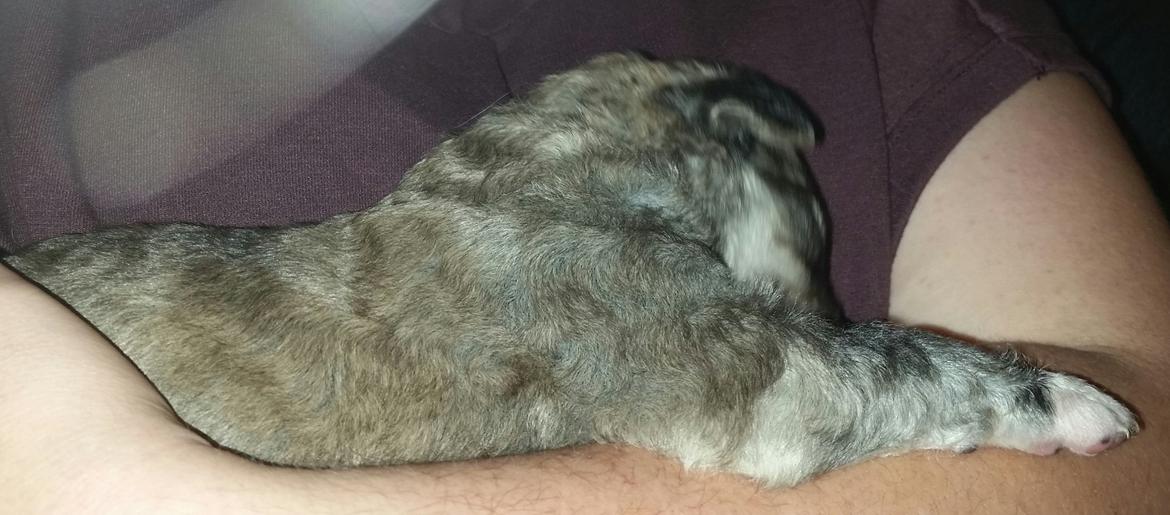 Blanding af racer Bimse - idag blev jeg 10 dage gammel og har en vægt på 850 G. billede 11