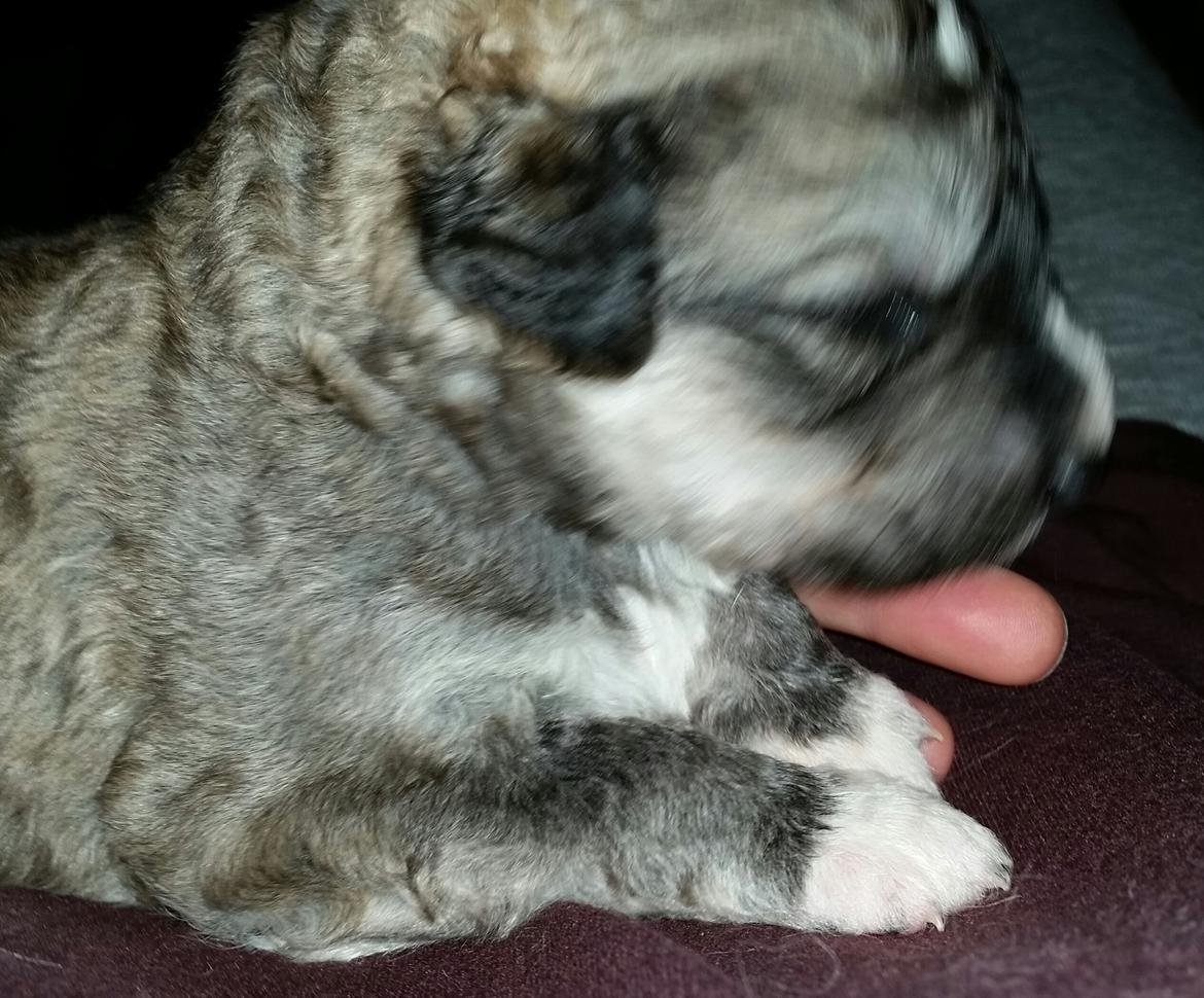 Blanding af racer Bimse - Idag er jeg blevet 2 uger og vejer ca. 1.1 kg. :-) billede 12