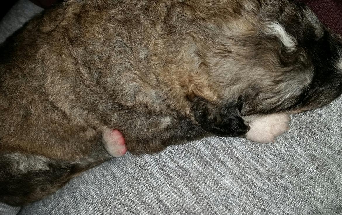 Blanding af racer Bimse - Jeg bliver en stor dreng med tiden billede 13