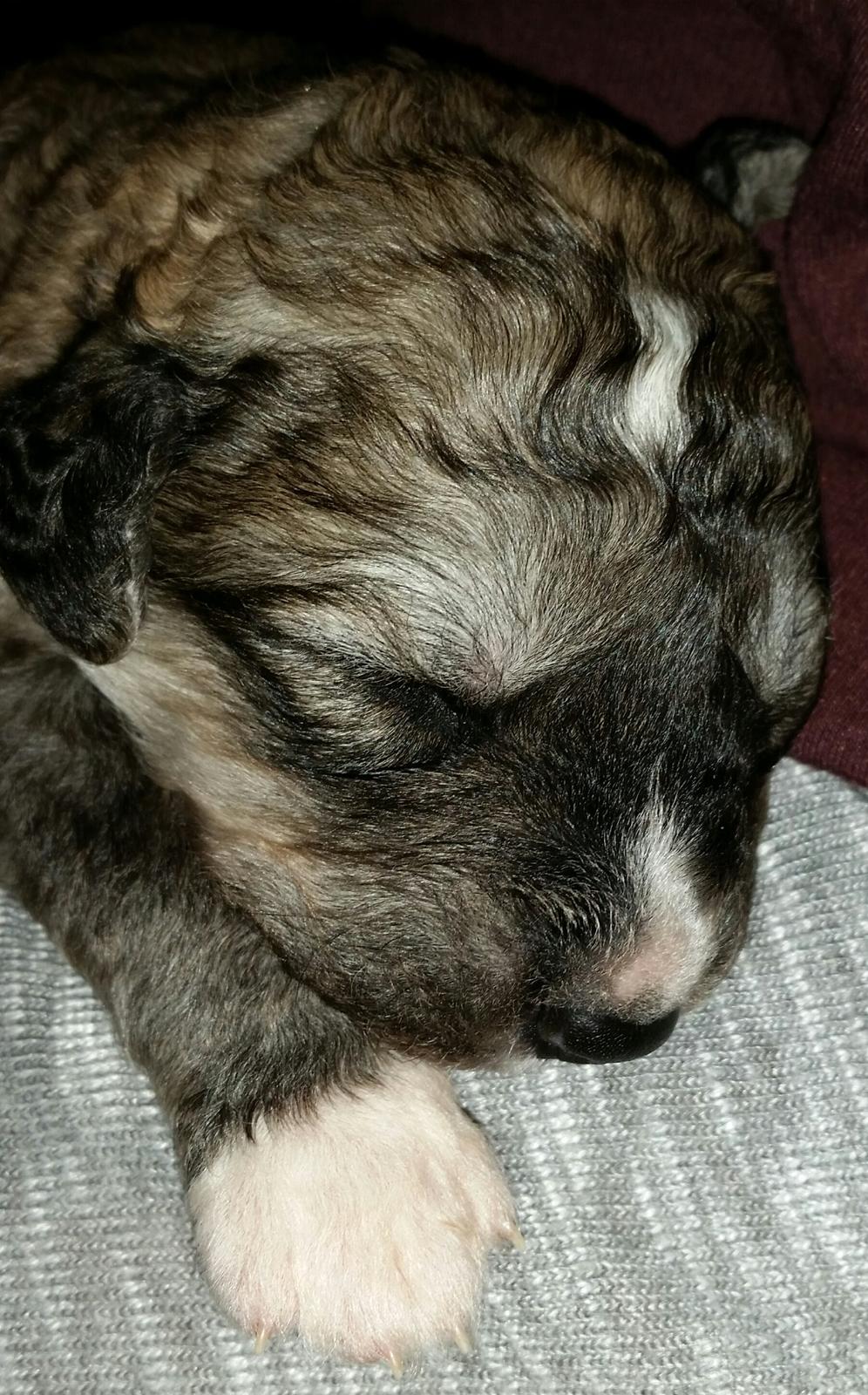 Blanding af racer Bimse - se min fine blitz på næsen billede 14