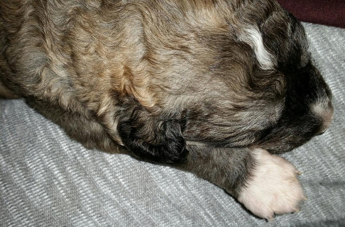 Blanding af racer Bimse - min fine pote er hvid og dem har jeg 3 støks mere af hehe billede 16