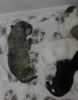 Blanding af racer Bimse - gidder ikke mine søskende lige nu :-P billede 7