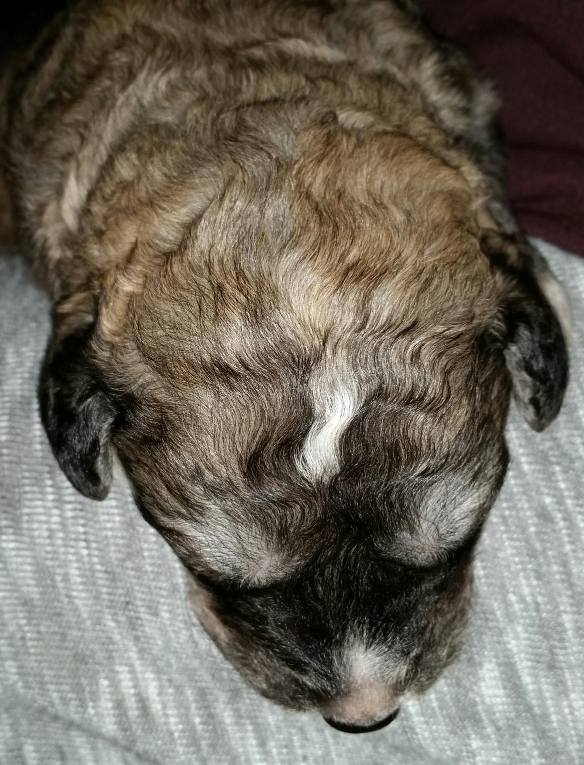 Blanding af racer Bimse - har også en blitz i panden billede 15