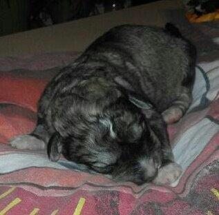 Blanding af racer Bimse - Lad mig nu bare sove billede 5