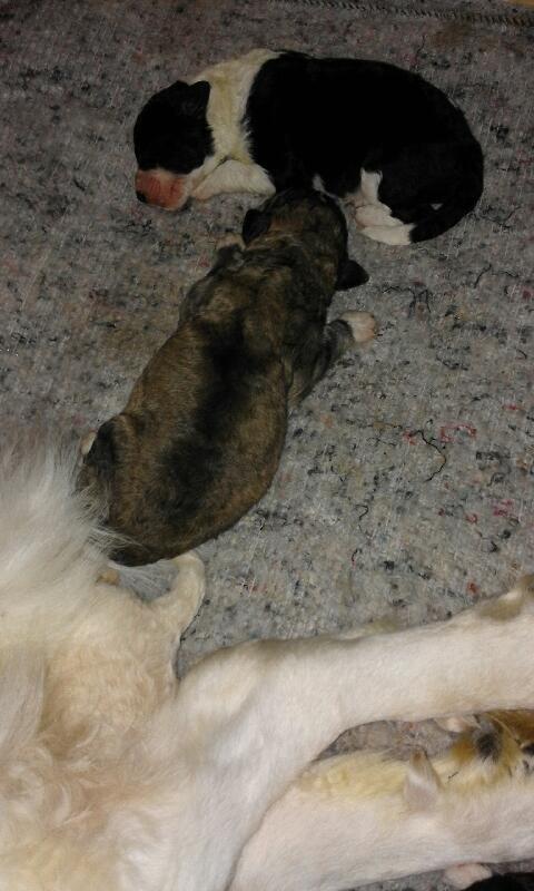 Blanding af racer Bimse - 4 dage Min menneskemor siger tiden går alt for langsomt til at jeg skal hjem til hende og bo ;-) billede 2