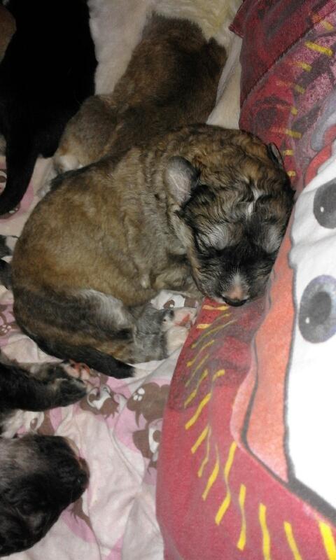 Blanding af racer Bimse - 9 dage gammel og som tiden dog bare går langsomt når man venter på at han skal hjem  billede 9