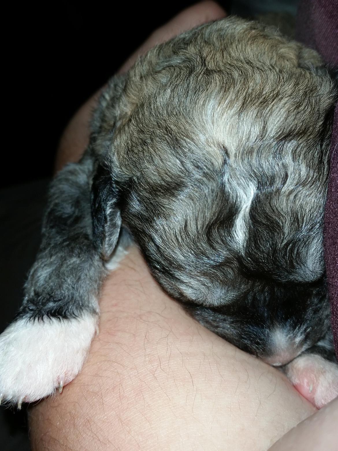 Blanding af racer Bimse - 1 uge gammel idag billede 8