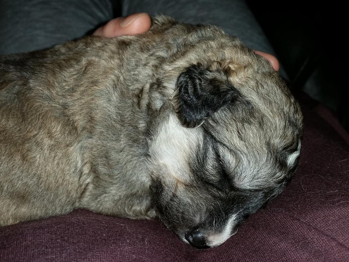 Blanding af racer Bimse - så blev jeg 11 dage <3 billede 17