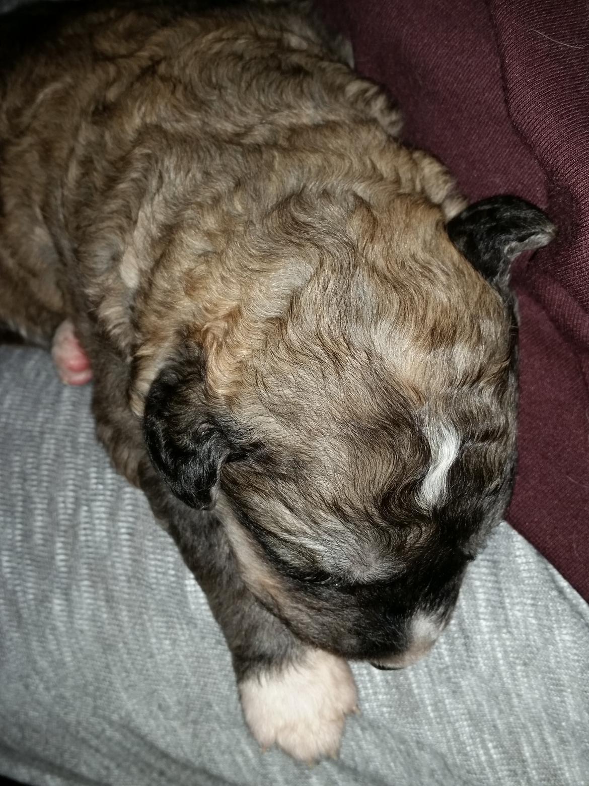 Blanding af racer Bimse - ej jeg glæder mig så meget til at han skal hjem til mig og bo billede 19