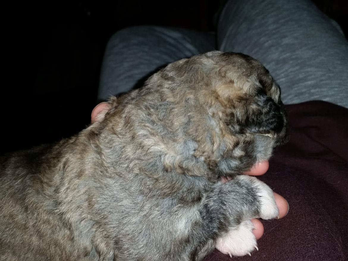 Blanding af racer Bimse - gidder ikke alle de bilder :-P billede 18