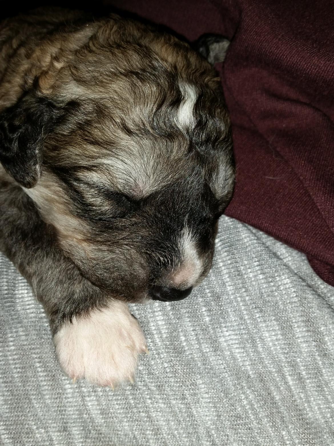 Blanding af racer Bimse - Ej hvor jeg da bare syntes han bliver mere og mere smuk for hver dag der går billede 20