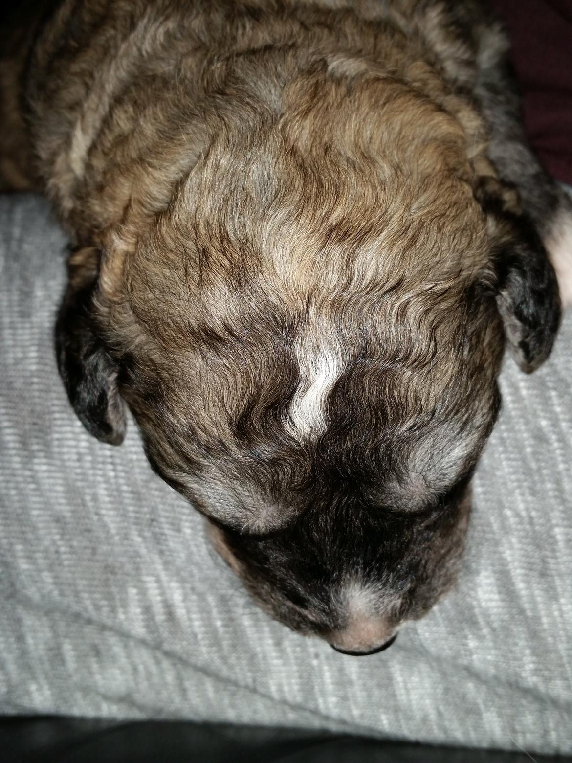 Blanding af racer Bimse - nuuueeer hvor er han bare dejlig billede 21