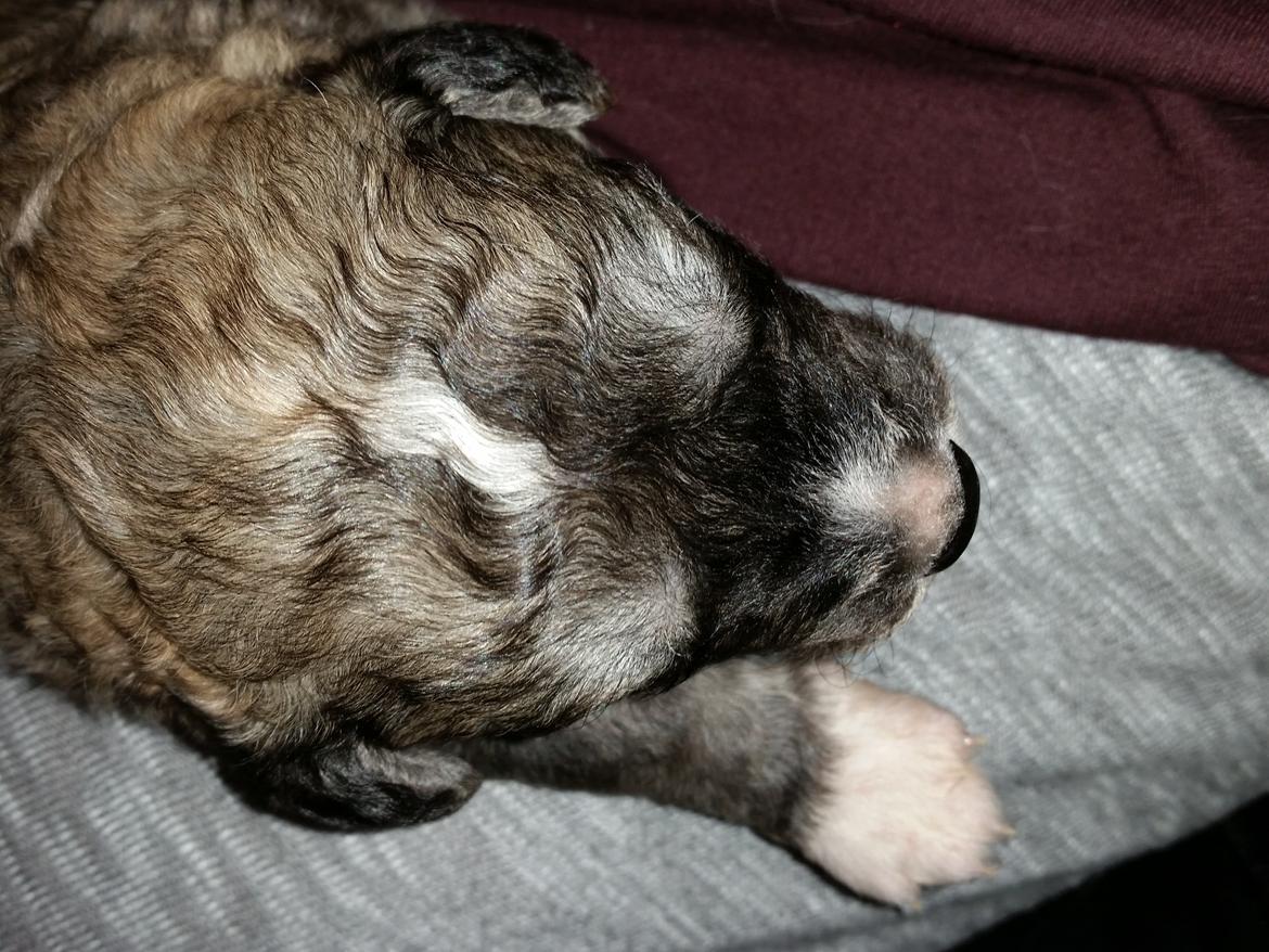 Blanding af racer Bimse - så små nogle poter han har billede 22