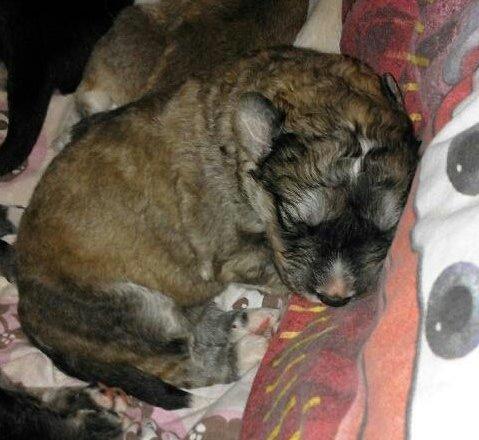 Blanding af racer Bimse - jeg sover så sødt billede 10