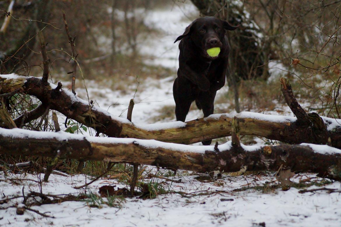 Labrador retriever Aslan *-Bor hos hans hundefar-* billede 4