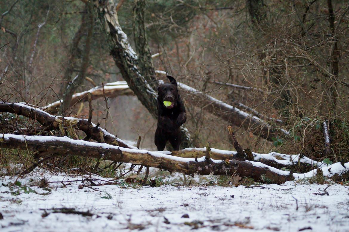 Labrador retriever Aslan *-Bor hos hans hundefar-* billede 9