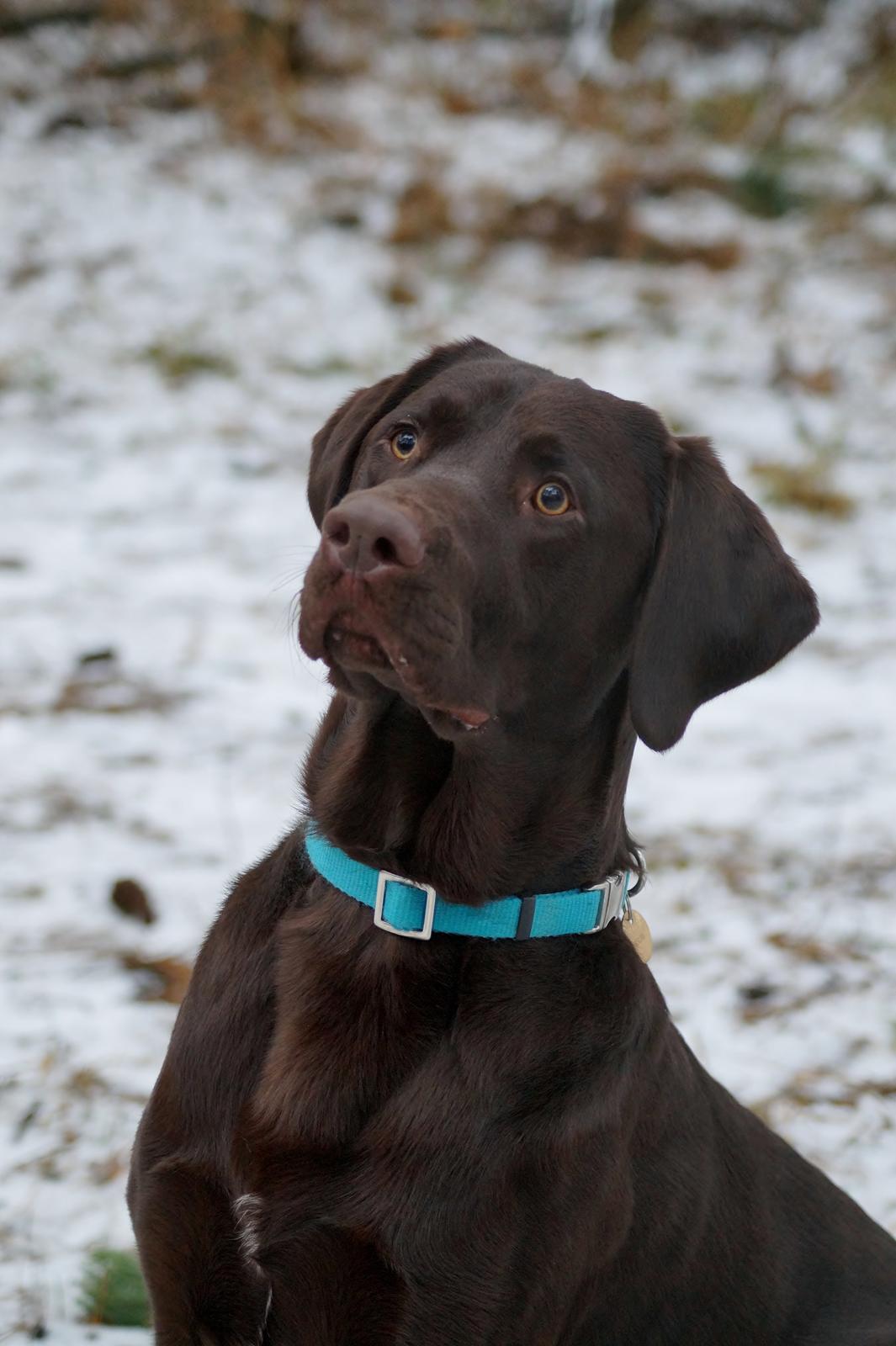Labrador retriever Aslan *-Bor hos hans hundefar-* billede 2