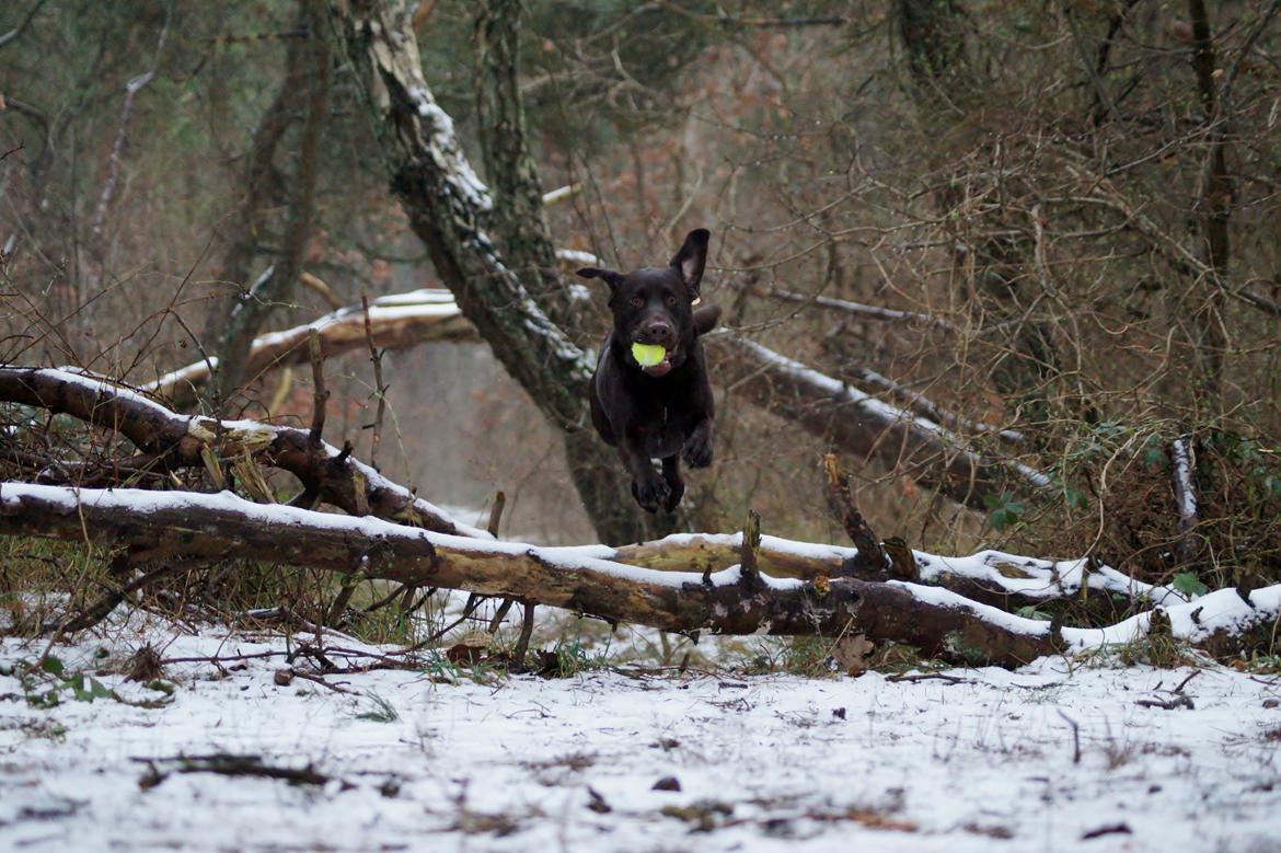Labrador retriever Aslan *-Bor hos hans hundefar-* billede 7