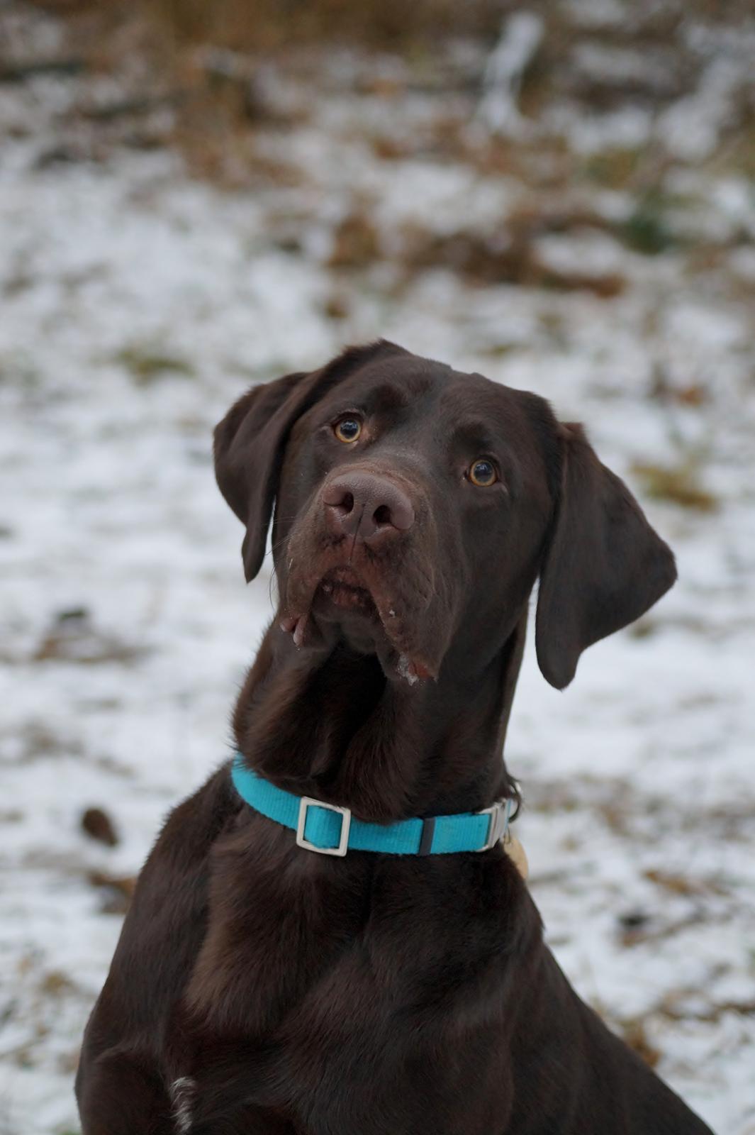 Labrador retriever Aslan *-Bor hos hans hundefar-* billede 8