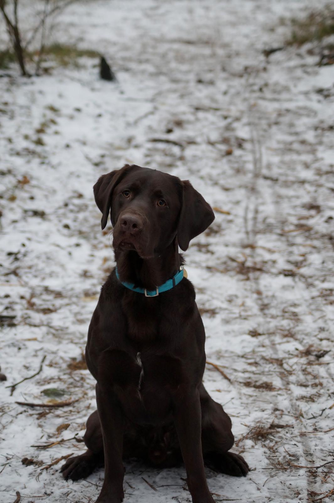 Labrador retriever Aslan *-Bor hos hans hundefar-* billede 10