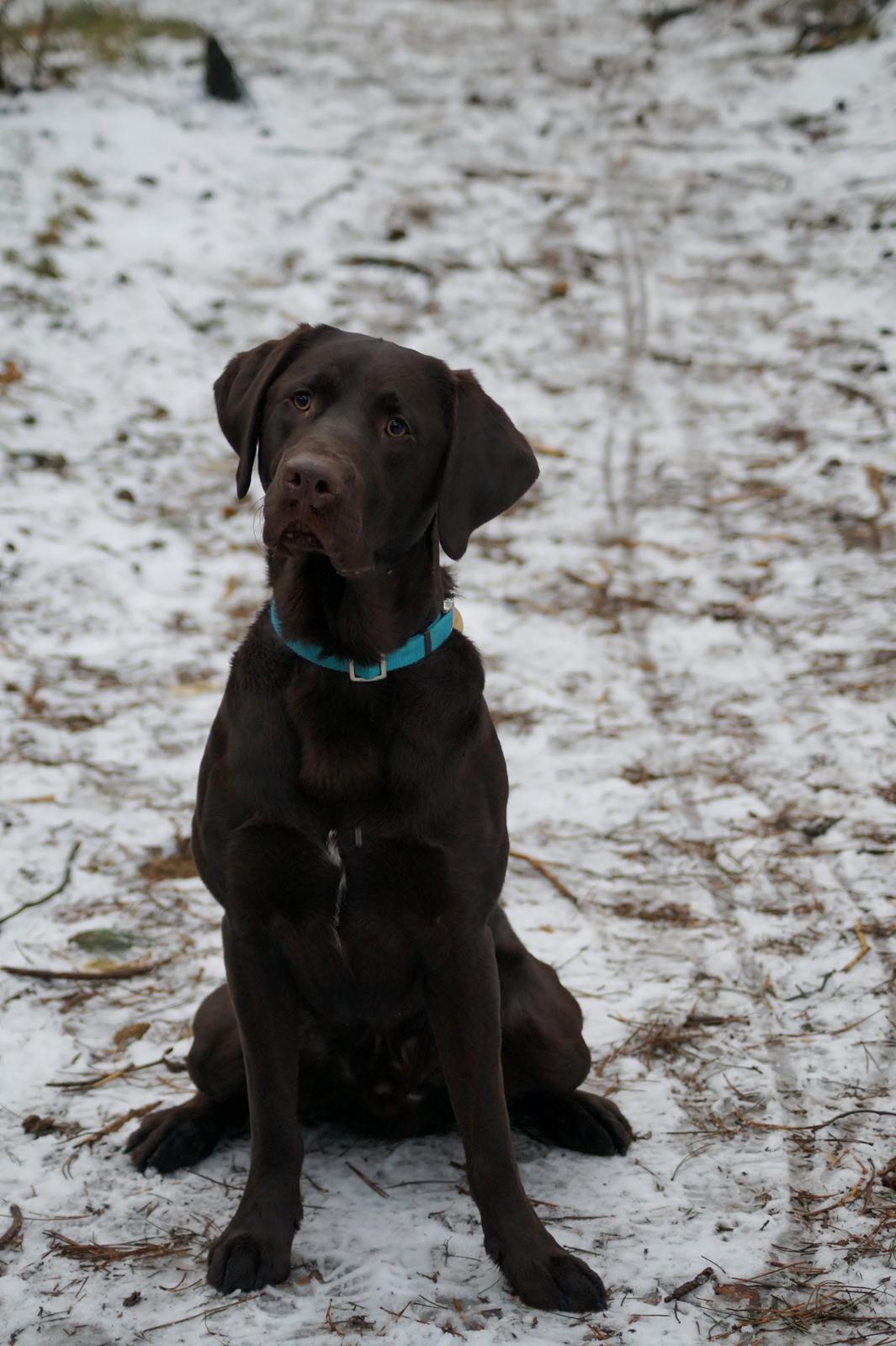 Labrador retriever Aslan *-Bor hos hans hundefar-* billede 6