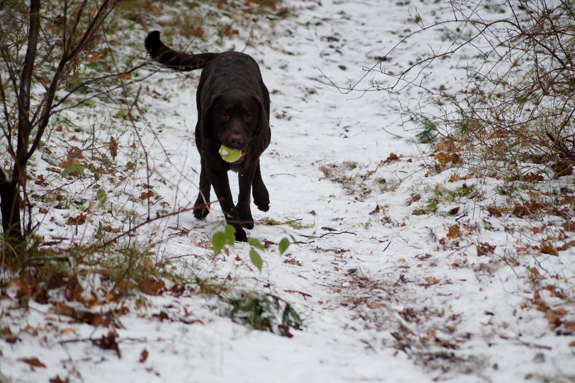 Labrador retriever Aslan *-Bor hos hans hundefar-* billede 11