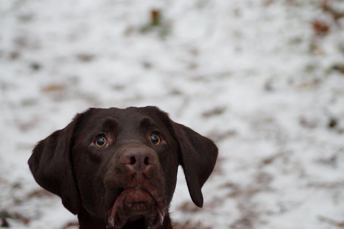 Labrador retriever Aslan *-Bor hos hans hundefar-* - Bolden er kastet ;) billede 12