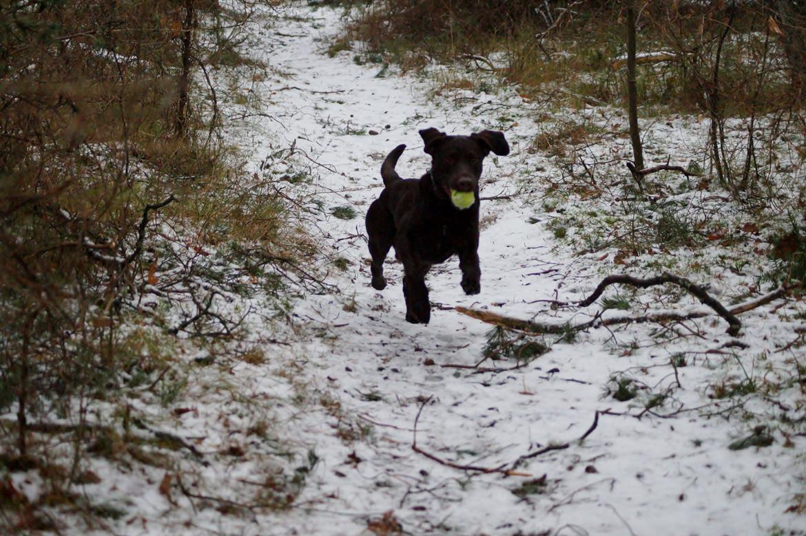 Labrador retriever Aslan *-Bor hos hans hundefar-* billede 13