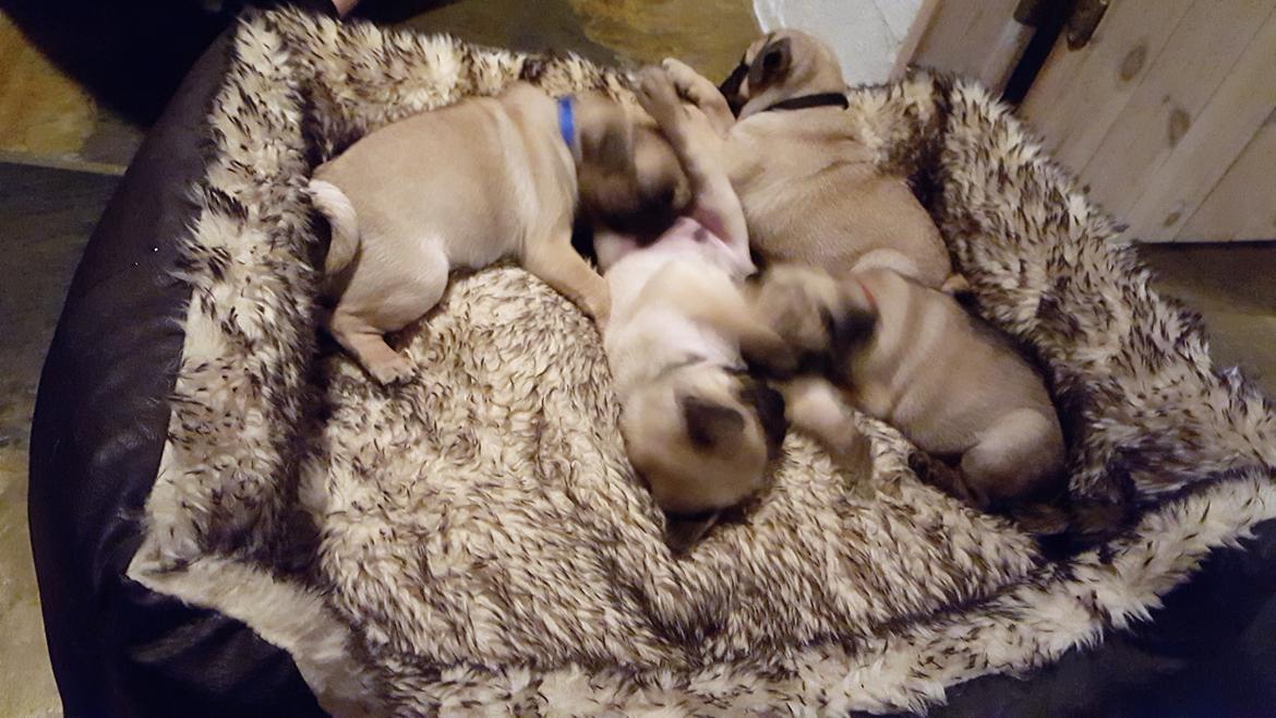 Mops Fifa billede 12