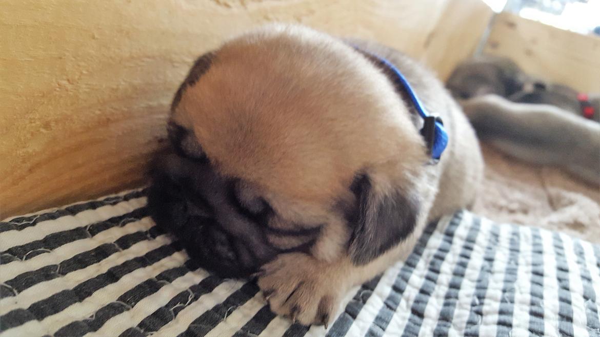 Mops Fifa billede 10