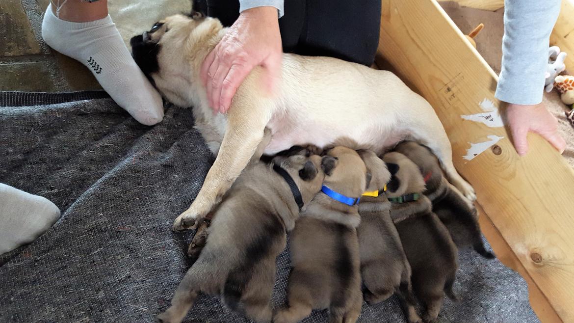 Mops Fifa billede 13