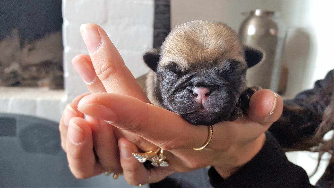 Mops Fifa billede 11