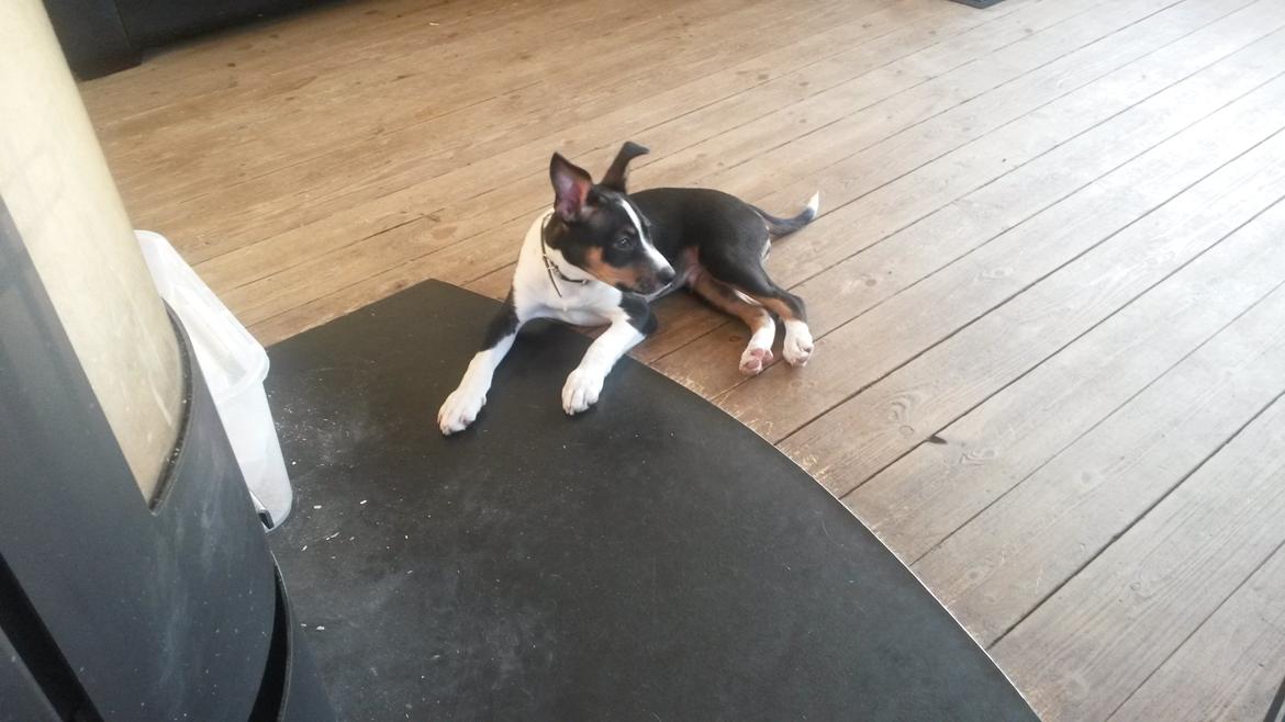 Rat Terrier Solgaards Baloo billede 20