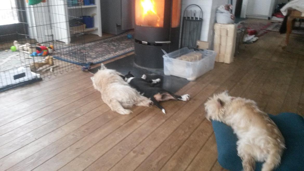 Rat Terrier Solgaards Baloo billede 26