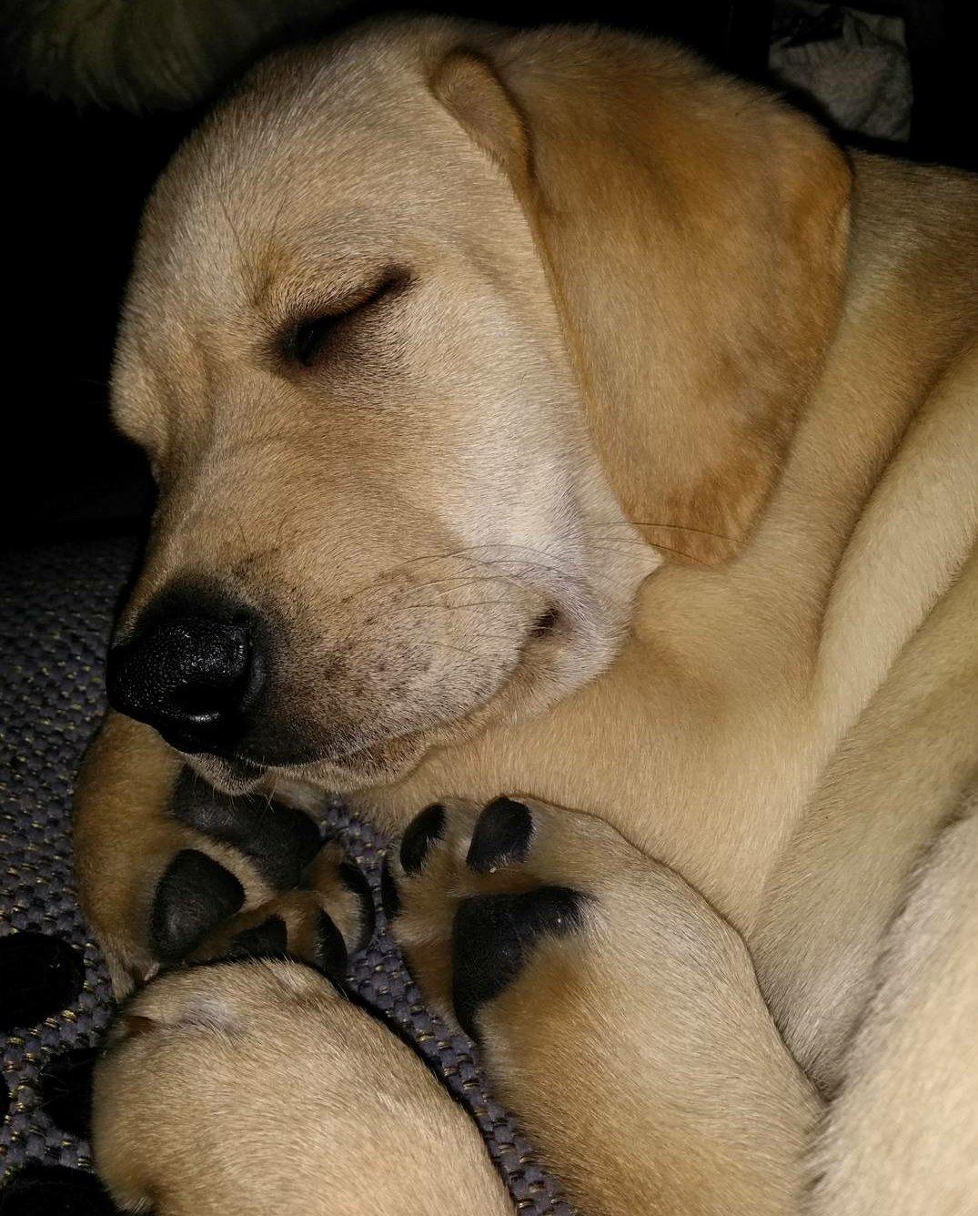 Blanding af racer Elvis *R.I.P* - Cuteness overload 11/1-16 billede 22