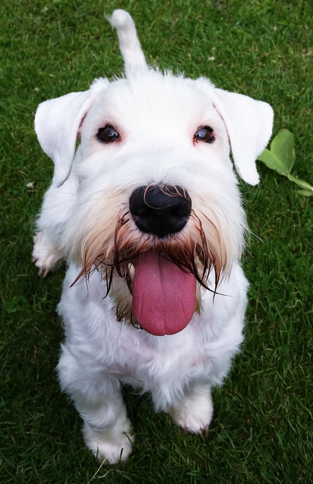 Sealyham terrier Asterix billede 1