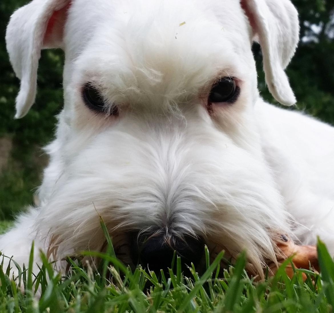 Sealyham terrier Asterix billede 2