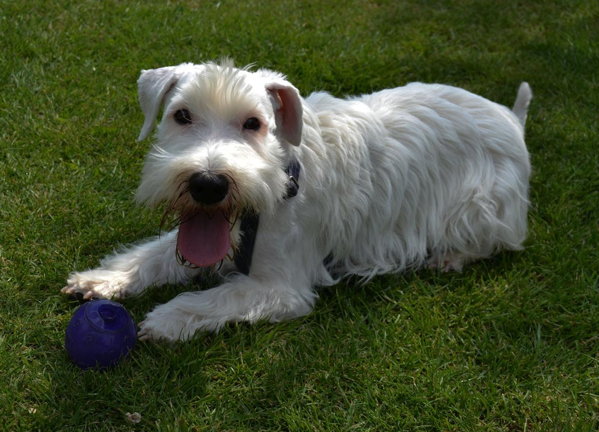 Sealyham terrier Asterix billede 3