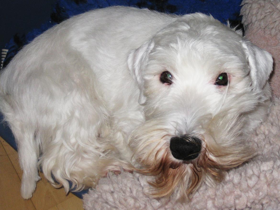 Sealyham terrier Asterix billede 4