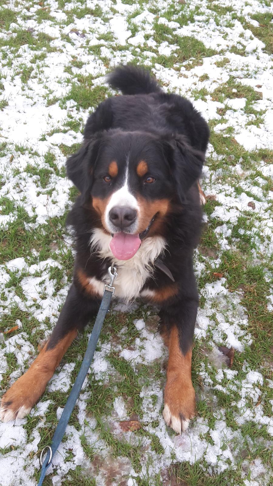 Berner sennenhund Balou billede 22