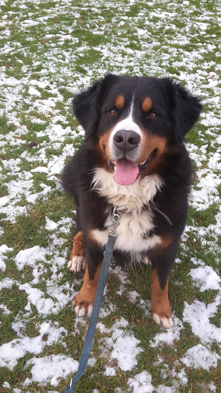 Berner sennenhund Balou billede 23