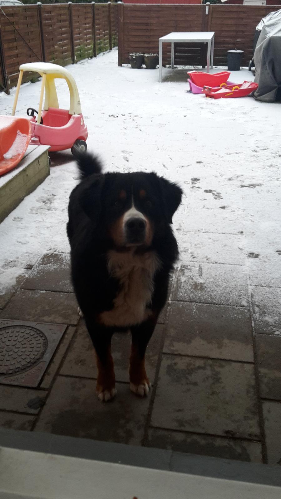 Berner sennenhund Balou billede 24