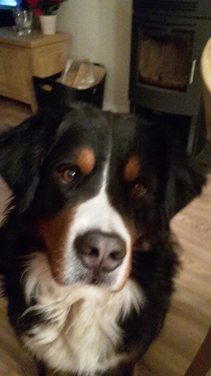 Berner sennenhund Balou billede 25
