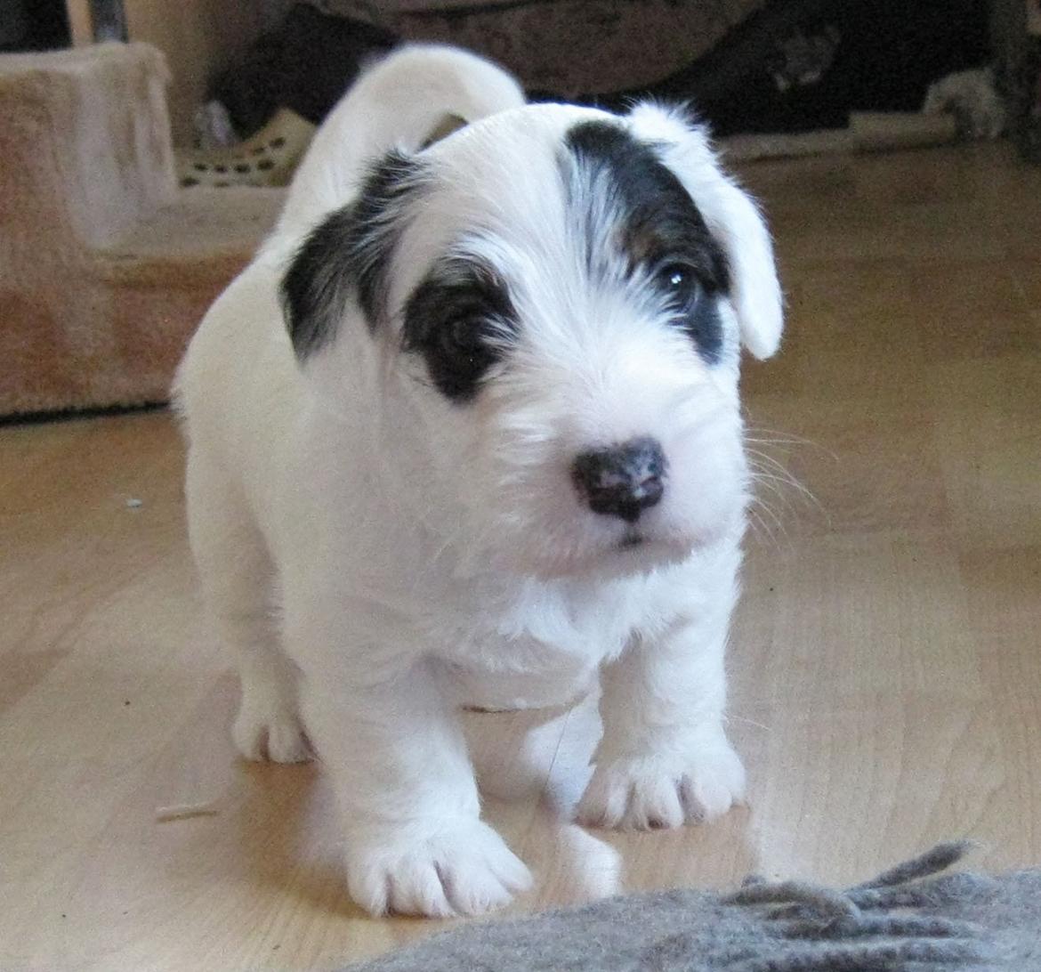 Sealyham terrier Ida billede 5