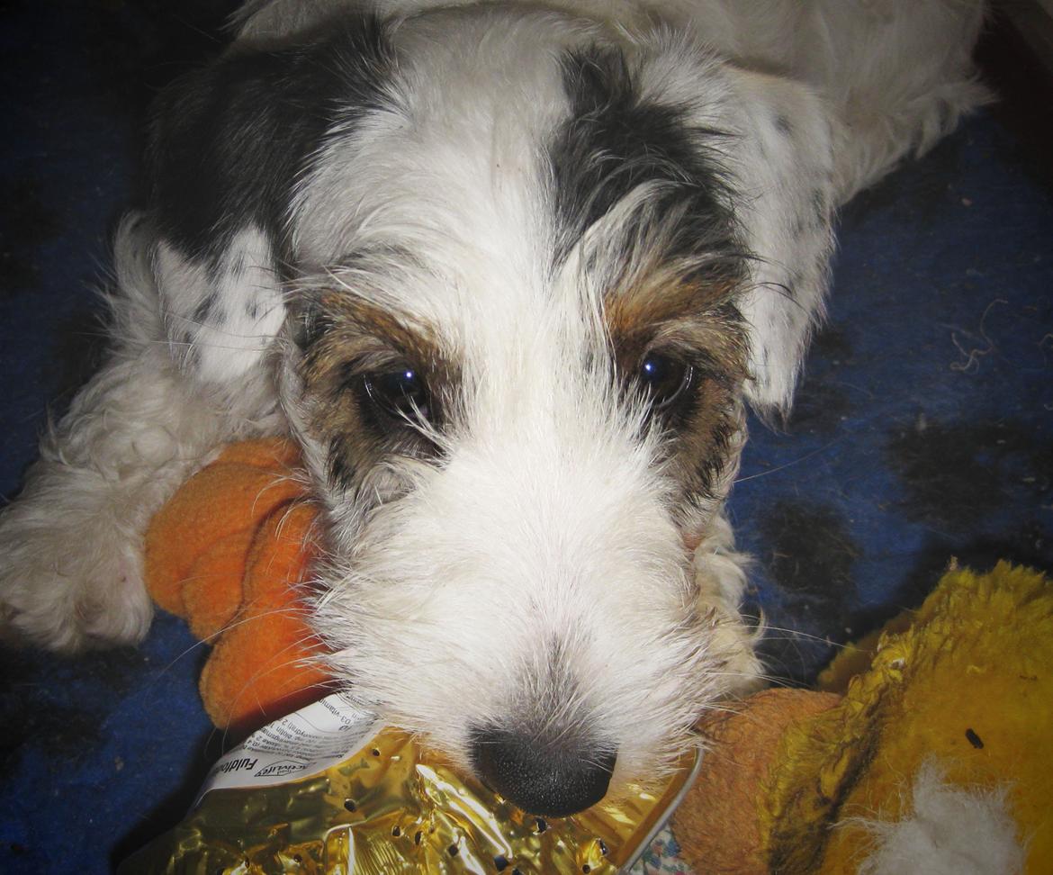Sealyham terrier Ida billede 4