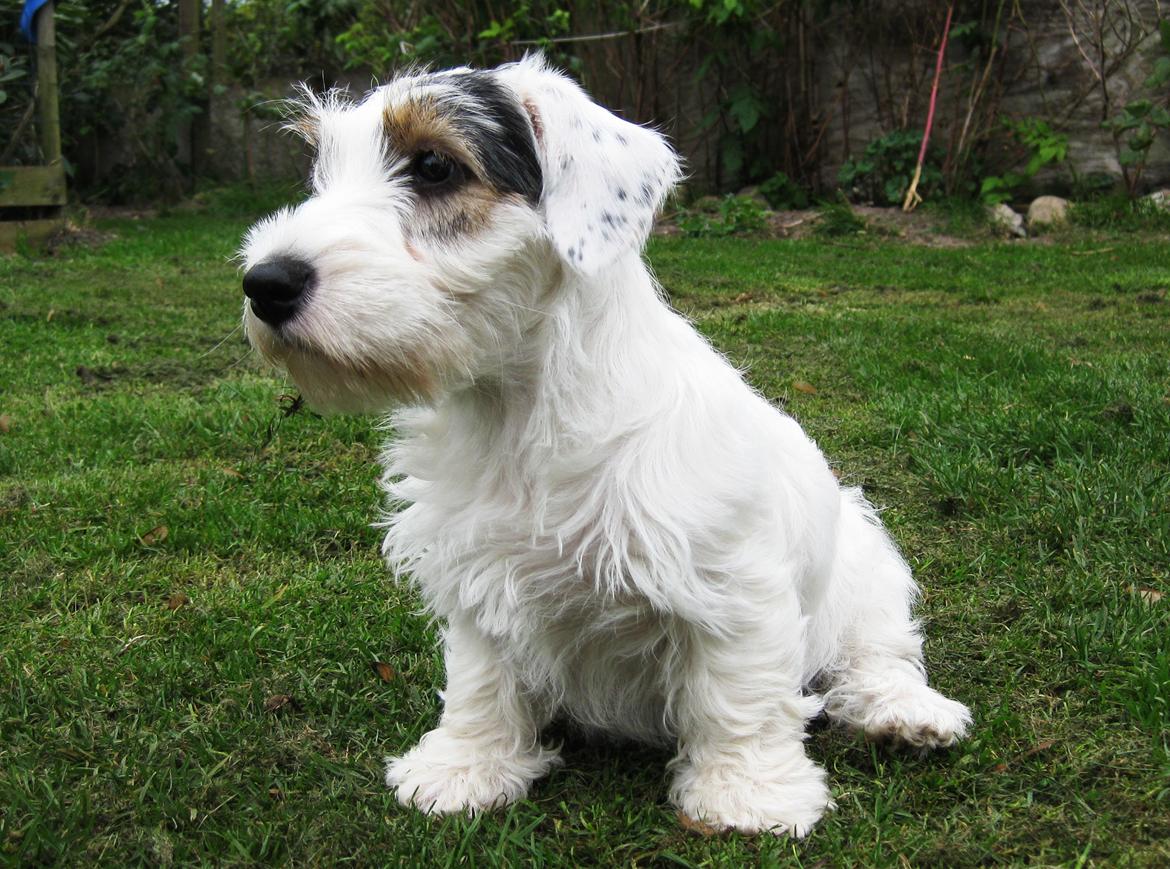 Sealyham terrier Ida billede 3