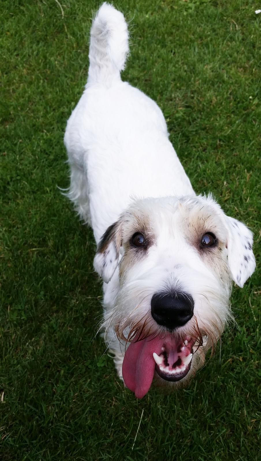 Sealyham terrier Ida billede 1