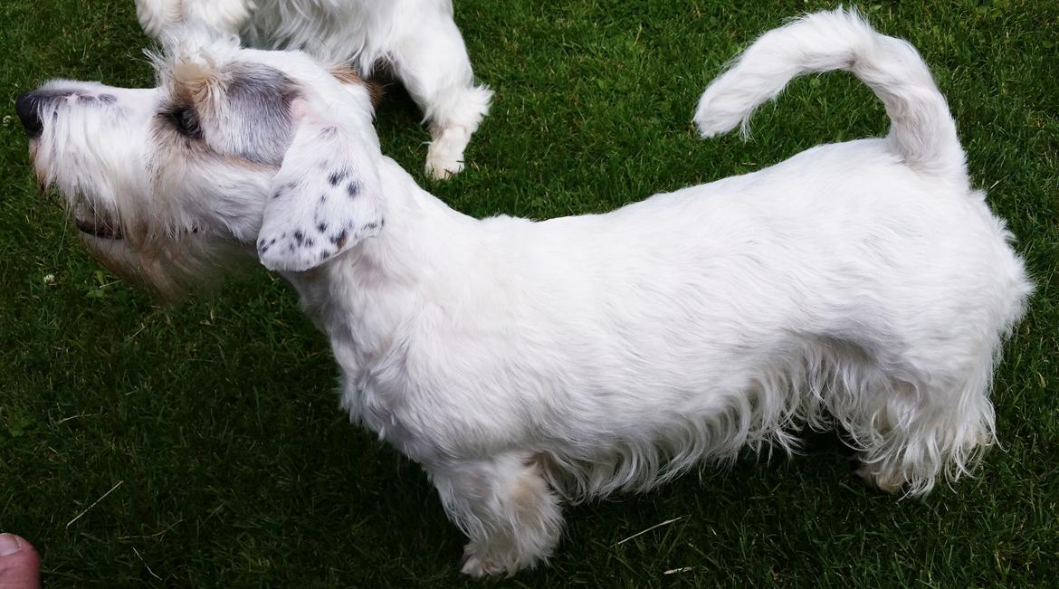 Sealyham terrier Ida billede 2