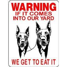 Dobermann Candy billede 1