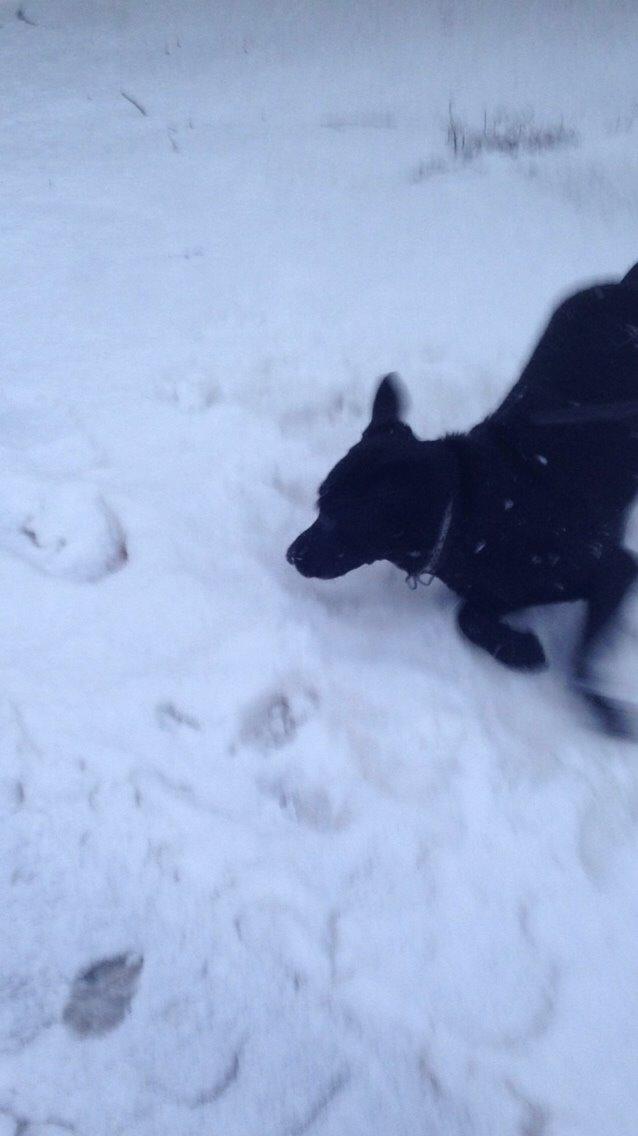 Labrador retriever Mille - I sneen 10/1-16 billede 30